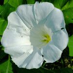 Convolvulus sepium Fleur