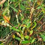 Persicaria hydropiper Flower