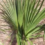 Sabal minor Leaf