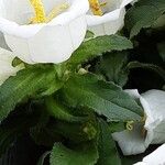 Campanula medium Leaf