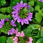 Scaevola aemula Flower