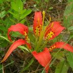 Lilium catesbaei Flower