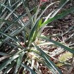 Aechmea distichantha Habit