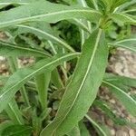 Oenothera parvifloraLevél