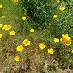 Eschscholzia californica Natur