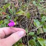 Primula pauciflora Kvet