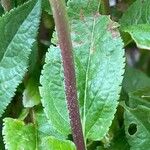 Veronica spicata Kůra