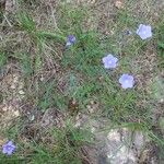 Linum narbonenseFlower