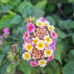 Lantana aculeata Flors