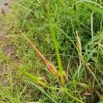 Monsonia longipes Fruit