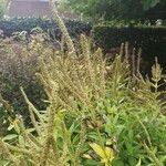 Veronicastrum virginicum Flower