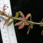 Berberis koehneana Habit