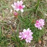 Armeria maritima Habitus