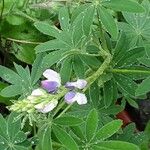 Lupinus albus Flor