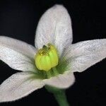 Solanum americanum Flower