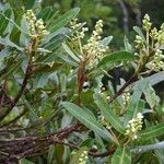 Calophyllum caledonicum Natur