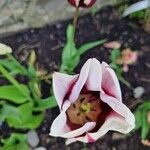 Tulipa spp. ᱵᱟᱦᱟ