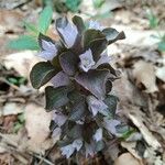 Obolaria virginica Flower