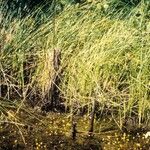 Utricularia gibba Habitus