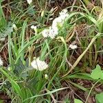 Allium subvillosum Fleur