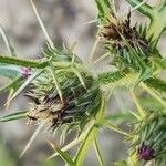Notobasis syriaca 整株植物