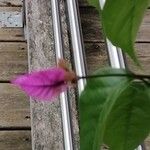 Bougainvillea glabraFloare