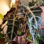 Alocasia sanderianaLeaf