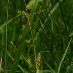 Carex binervis Blüte