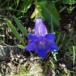 Gentiana alpina Květ
