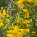 Genista canariensis 花