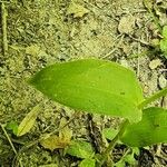 Epipactis persica Leaf