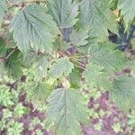 Acer tataricum Blüte