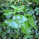 Hedera hibernica 葉