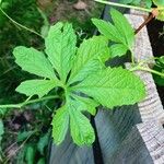 Cyclanthera pedata Feuille