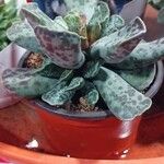 Adromischus cooperi Folha