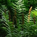 Osmundastrum cinnamomeum Leaf