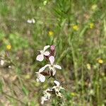 Silene gallicaFlower