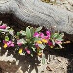 Polygala chamaebuxus Kwiat