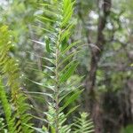 Nephrolepis abrupta Leaf