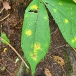 Aralia nudicaulis List