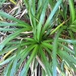 Eryngium paniculatum ശീലം