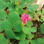 Oxalis purpurea Kvet