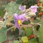 Solanum violaceum Kukka
