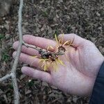 Hamamelis virginiana Flower
