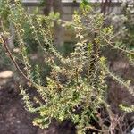 Erica scoparia Leaf