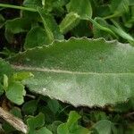 Senecio doronicum Leaf