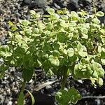 Euphorbia seguieriana Flower
