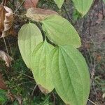 Smilax tamnoides Blatt