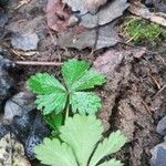 Potentilla intermedia Blad