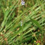 Verbena simplex Buveinė